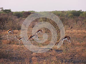 Springbok