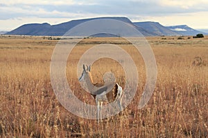 Springbok in africa