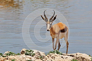 Springbok - African Wildlife Background - Ram of Color