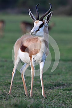 Springbok Antelope photo