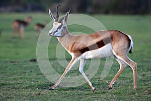 Springbok Antelope photo