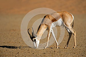 Springbok antelope