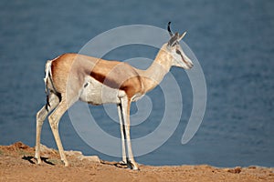 Springbok antelope