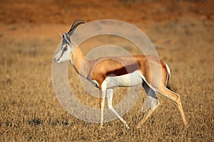 Springbok antelope
