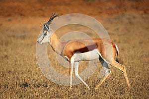 Springbok antelope photo