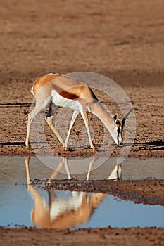 Springbok antelope photo