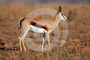 Springbok antelope