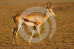 Springbok antelope