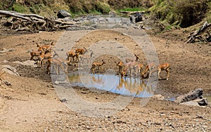 Springbok antelope in Africa savannah drink water from lake