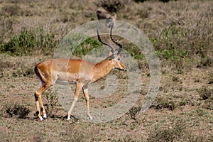 Springbok antelope in Africa savannah wild nature