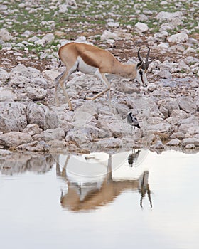 Springbok antelope (Antidorcas marsupialis)