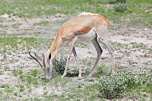 Springbok antelope (Antidorcas marsupialis)