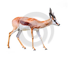 The Springbok Antelope. photo