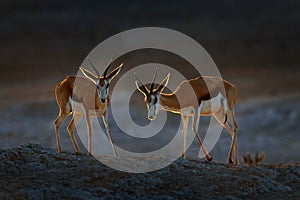 Springbok antelope, Antidorcas marsupialis, in the African dry habitat, Etocha NP, Namibia. Mammal from Africa. Springbok in