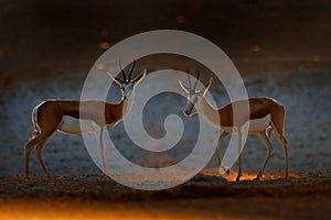 Springbok antelope, Antidorcas marsupialis, in the African dry habitat, Etocha NP, Namibia. Mammal from Africa. Springbok in