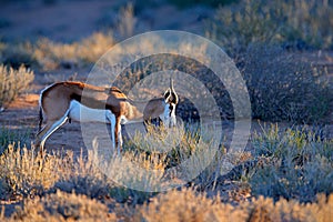 Springbok antelope, Antidorcas marsupialis, in the African dry habitat, Kgaladadi, Botswana. Mammal from Africa. Sunrise,