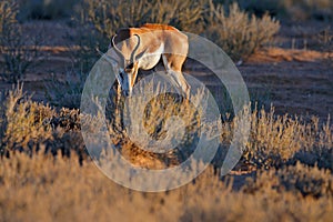 Springbok antelope, Antidorcas marsupialis, in the African dry habitat, Kgaladadi, Botswana. Mammal from Africa. Sunrise,