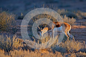 Springbok antelope, Antidorcas marsupialis, in the African dry habitat, Kgaladadi, Botswana. Mammal from Africa. Sunrise,