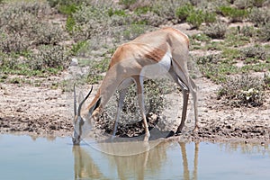 Springbok antelope (Antidorcas marsupialis), close-up, drinking