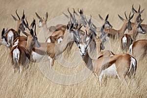 Springbok antelope Antidorcas marsupialis photo