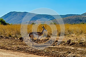 Springbok antelope ( Antidorcas marsupialis ) is national animal of South Africa taken in a game reserve during safari