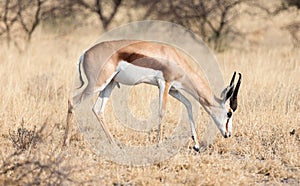 Springbok antelope Antidorcas marsupialis in it`s natural habi