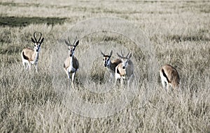 Springbok antelope Antidorcas marsupialis in savannah