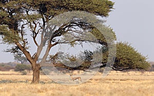 Springbok antelope Antidorcas marsupialis under a tree in the