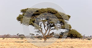 Springbok antelope Antidorcas marsupialis under a tree in the