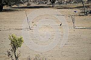 Springbok antelope in the Auob riverbed near Mata Mata