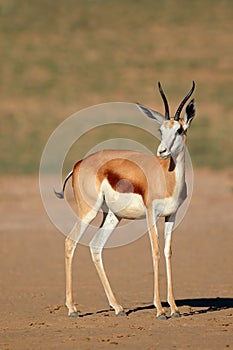 Springbok antelope photo