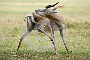 Springbok antelope grooming