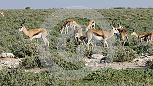 Springbok antelope herd - Etosha
