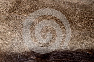 Springbok antelope hide or pelt close up.