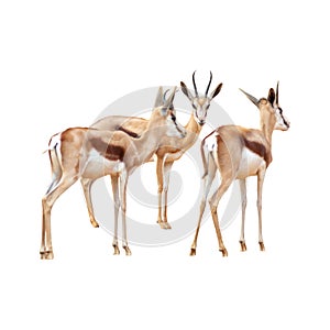 springbok antelope isolated on white