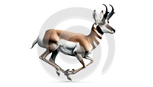 Springbok Antelope Isolated on White