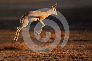 Springbok antelope jumping