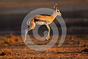 Springbok antelope jumping