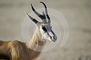 Springbok antelope in Kgalagadi Transfrontier Park South Africa Botswana. Closeup