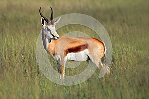 A springbok antelope in natural habitat, Mokala National Park, South Africa