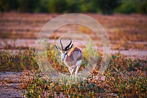 Springbok antelope photographed at sunset in Namibia