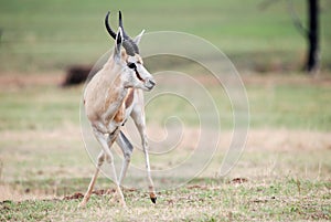 Springbok Antelope Pose