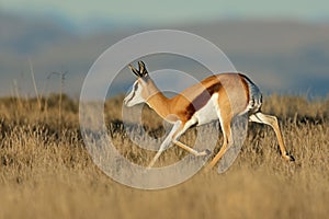 Springbok antelope running, Mountain Zebra National Park, South Africa