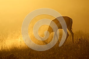 Springbok antelope at sunrise - Kalahari desert