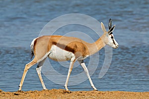 Springbok antelope at a waterhole, Etosha National Park, Namibia