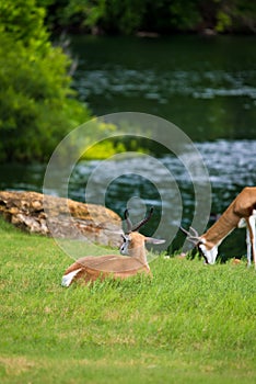 Springbok Antelope