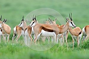 Springbok antelopes photo