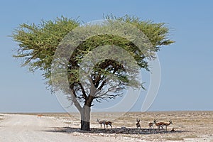 Springbok antelopes in arid landscape