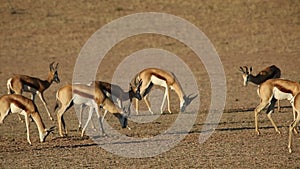 Springbok antelopes and blue wildebeest