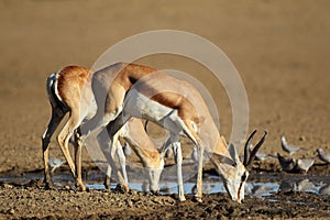 Springbok antelopes drinking
